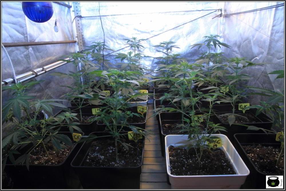 1.7- 6 días a 12/12: Vista general del cultivo de marihuana Venus Genetics 2