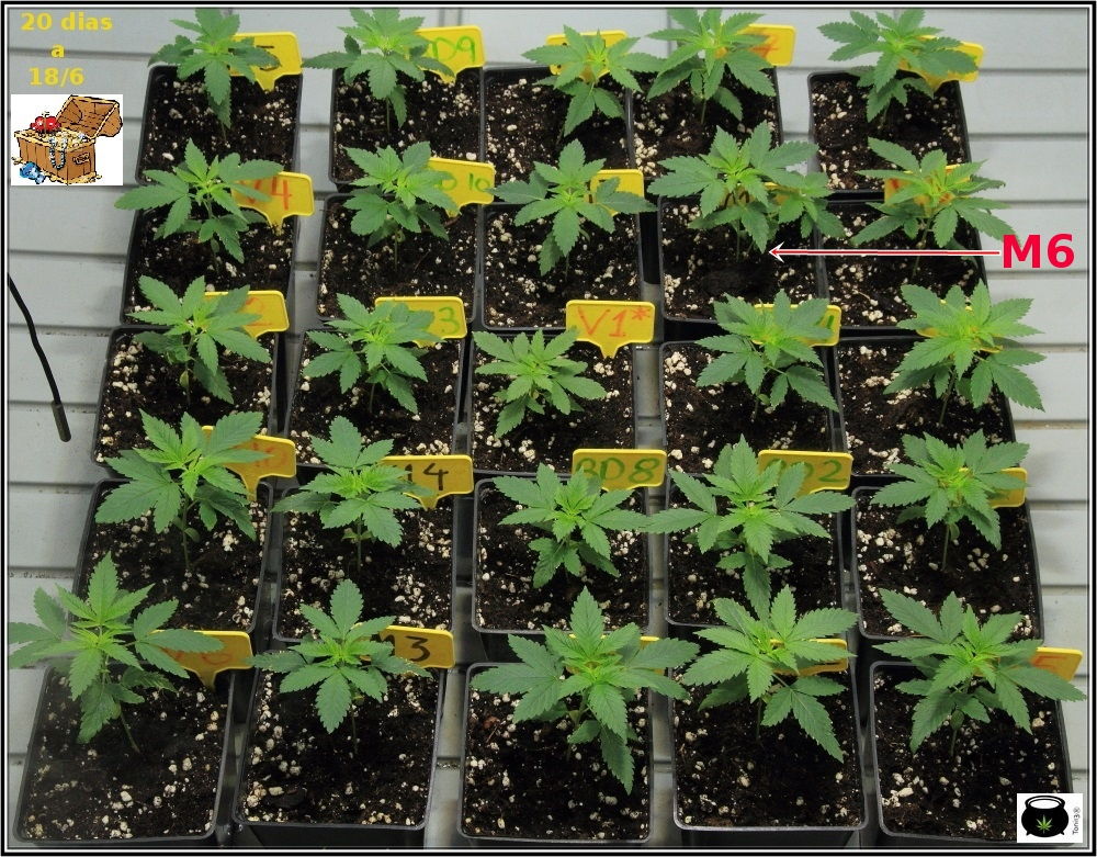 Plantas de marihuana en crecimiento de cultivo de interior de semillas regulares 2