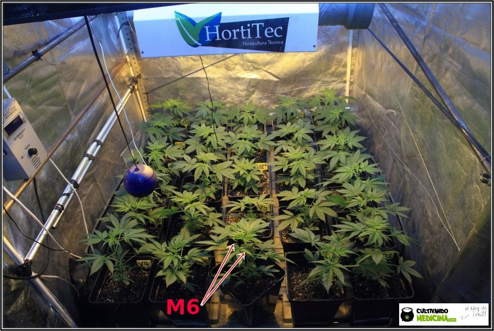 Plantas de marihuana en crecimiento de cultivo de interior de semillas regulares 4