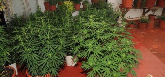 Cómo Plantar Marihuana | Guía Completa De Cultivo De Marihuana