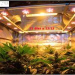 1.12- 31 días a 12/12: actualización general cultivo de marihuana Venus Genetics