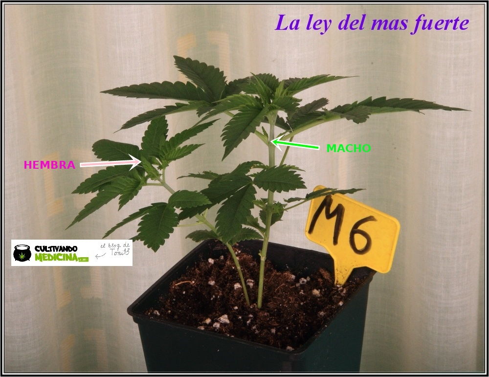 Plantas de marihuana hembra y macho en la misma maceta