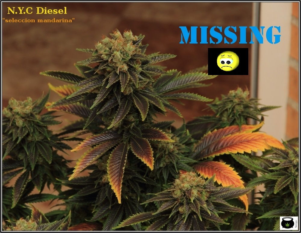 1.18- 59 días a 12/12: Variedad de marihuana NYC diesel, a seguir buscando 1