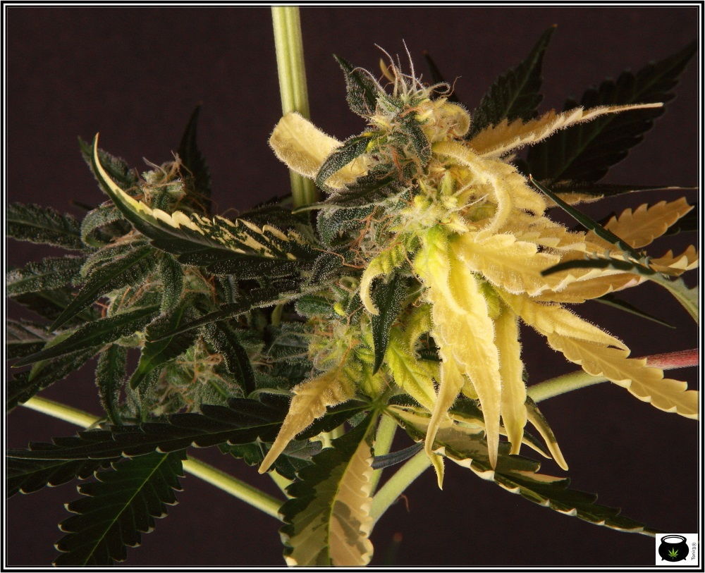 Planta de marihuana de color inusual - Rareza cannábica 1