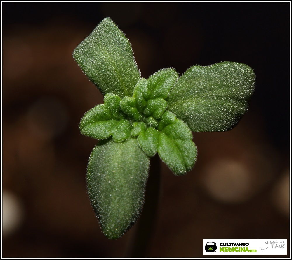 Plántula de marihuana con tres cotiledones - rareza cannabica