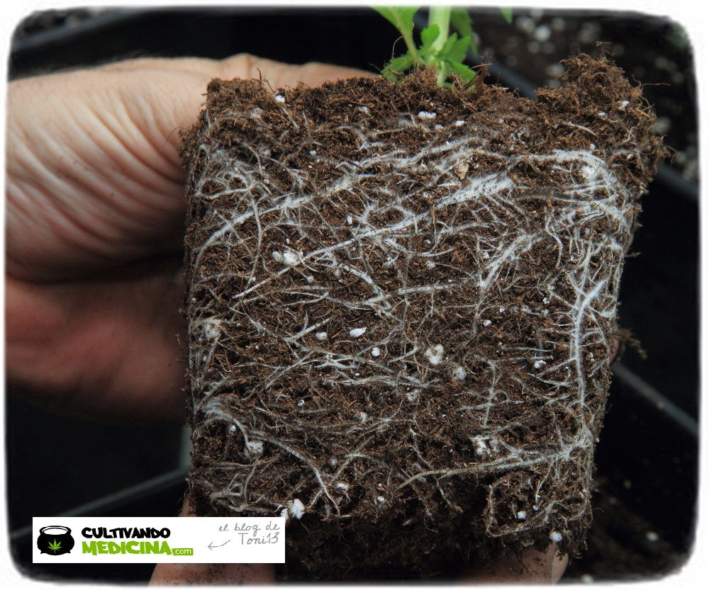 Planta de marihuana en un litro preparada para el trasplante