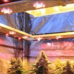 Iluminación en cultivos de marihuana indoor: “Cultivos del siglo XXI”