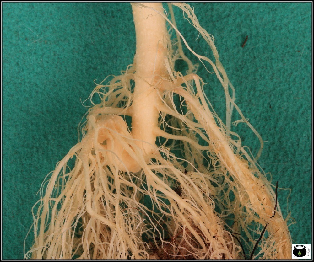 sistema radicular o de raíces de la planta de marihuana de semilla 2