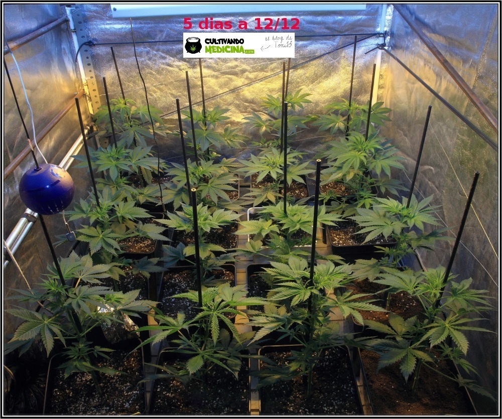 2.3- 5 días a 12/12: el cultivo de marihuana empieza a coger forma 1