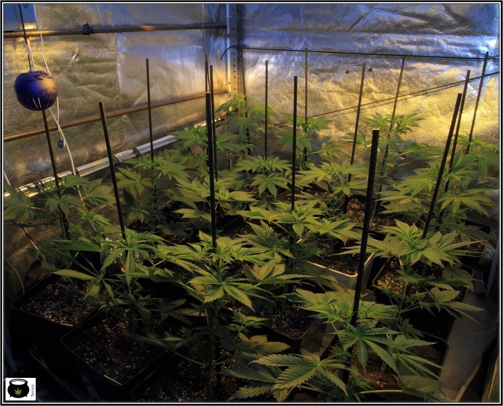 2.3- 5 días a 12/12: el cultivo de marihuana empieza a coger forma 2