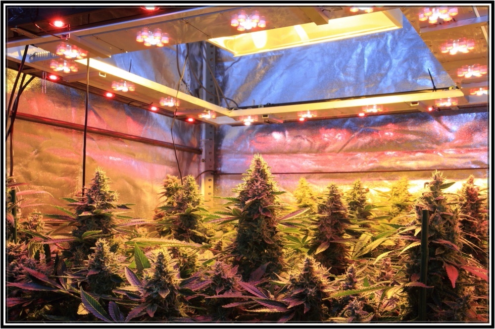 cultivo de marihuana indoor sodio y led