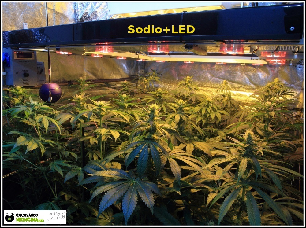 sodio+led-cultivo-marihuana