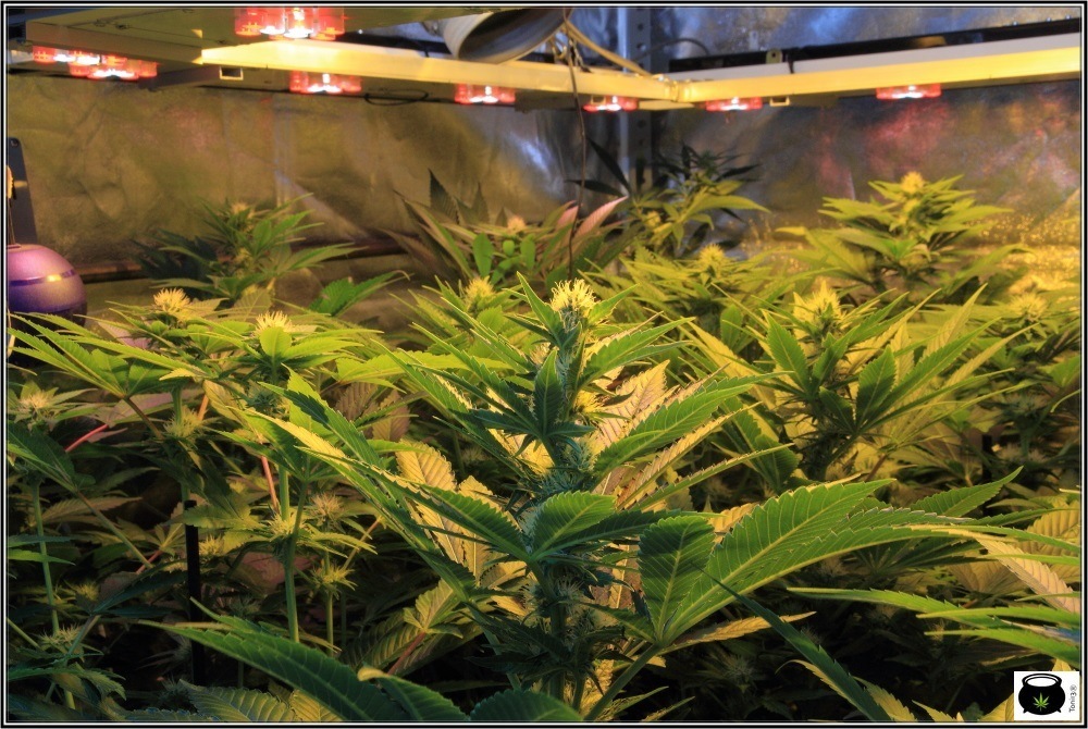 detalle-armario-cultivo-marihuana