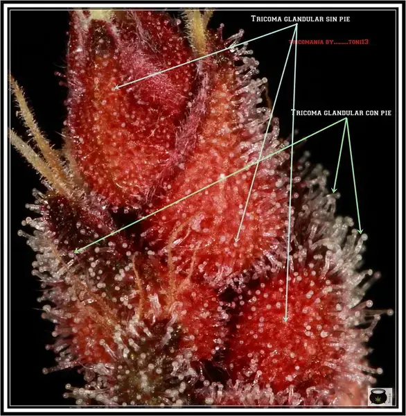 tricoma-glandular-cultivandomedicina-toni13-cannabipedia
