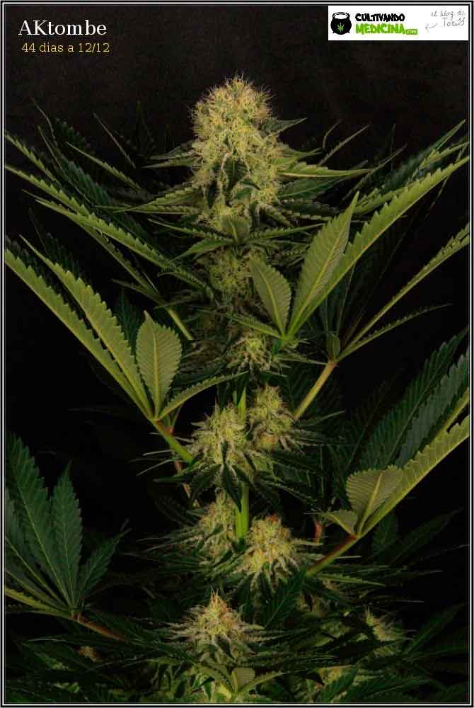 aktombe-variedad-marihuana-venus genetics-1