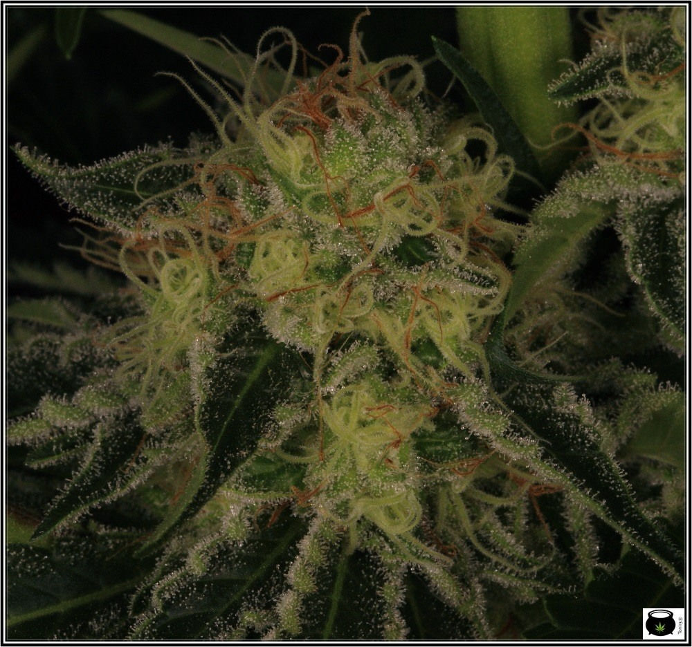 aktombe-variedad-marihuana-venus genetics-6