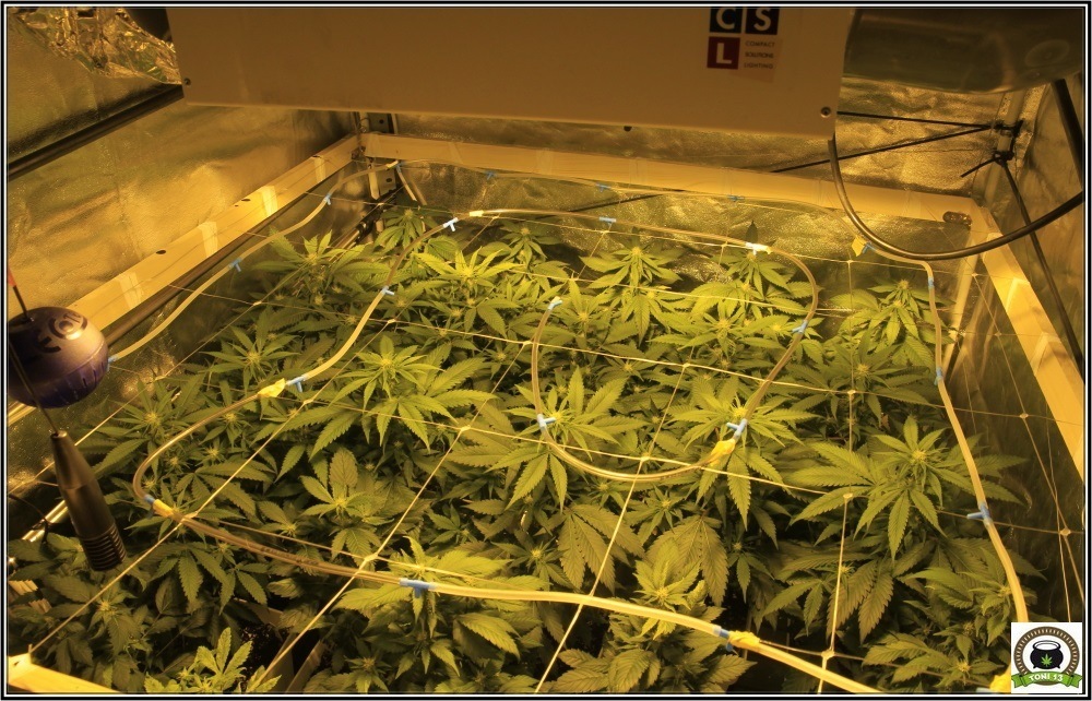 cultivo-marihuana-CO2-boost