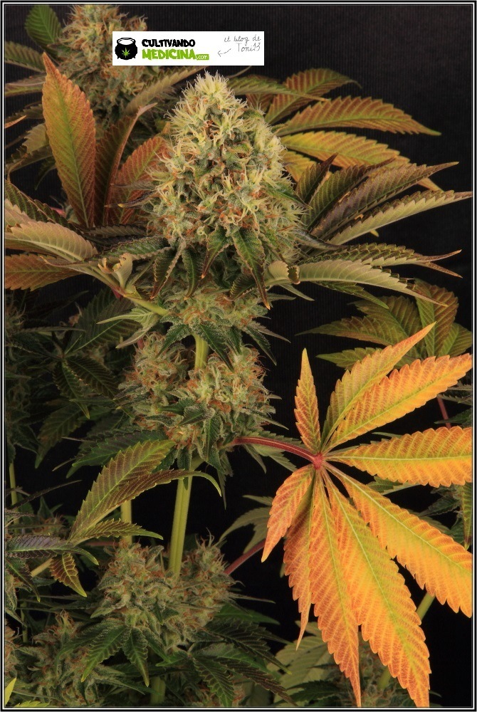 variedades-marihuana-hielo-Venus Genetics-hojas-especiales-5