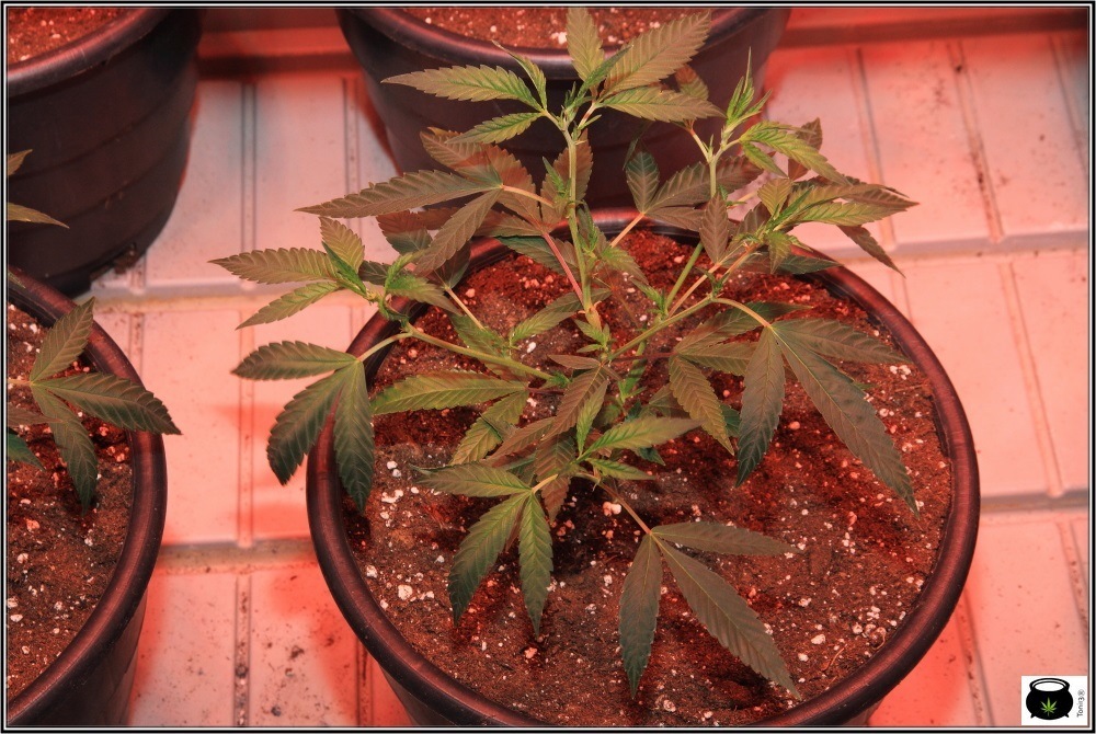 cultivo-marihuana-led-supercropping