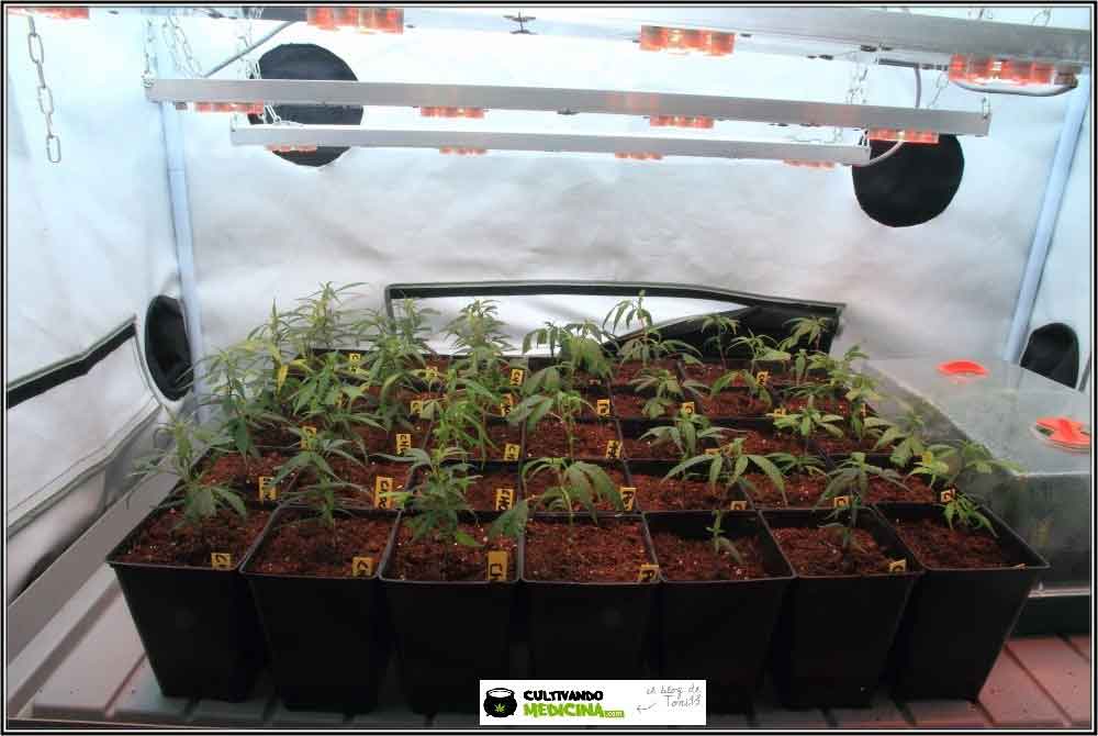 Cultivo-de-marihuana-coco-choco-crecimiento-nutrición-1