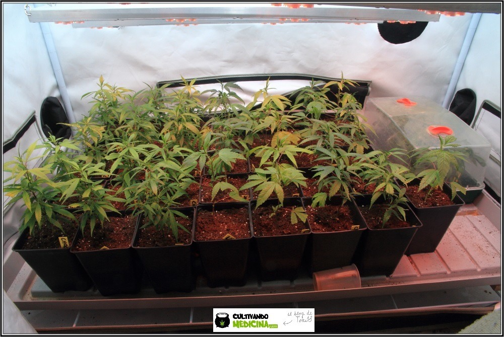 Cultivo-de-marihuana-coco-choco-crecimiento-nutrición-esquejes-2
