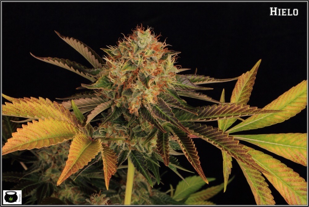 variedades-marihuana-hielo-Venus Genetics-hojas-especiales-3