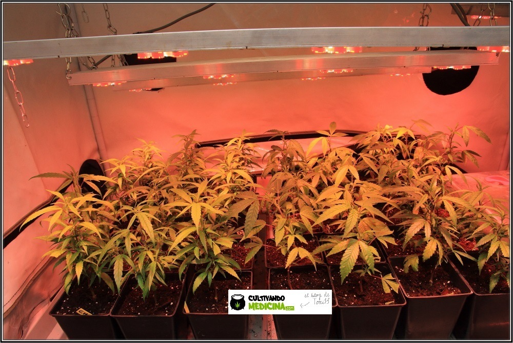 Cultivo-de-marihuana-coco-choco-crecimiento-nutrición-leds-3