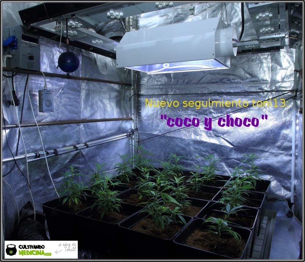 seguimiento-marihuana-coco-choco-fase-crecimiento-2