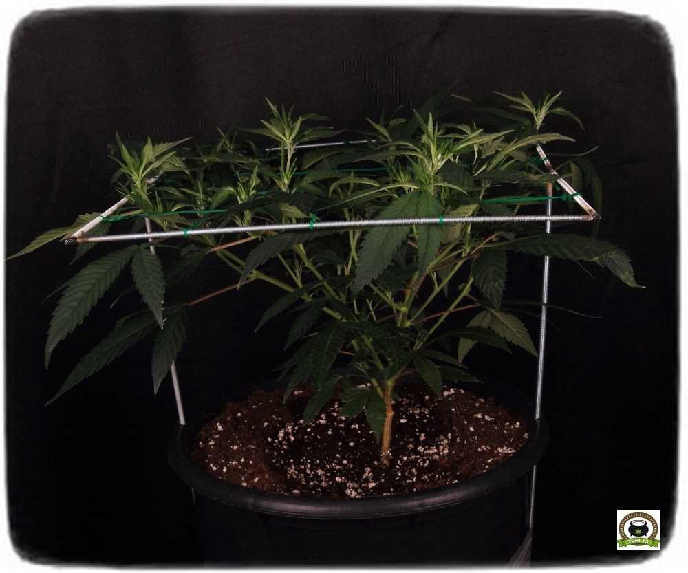 Llenando la malla SCROG modular cannabis, paso a floración-3