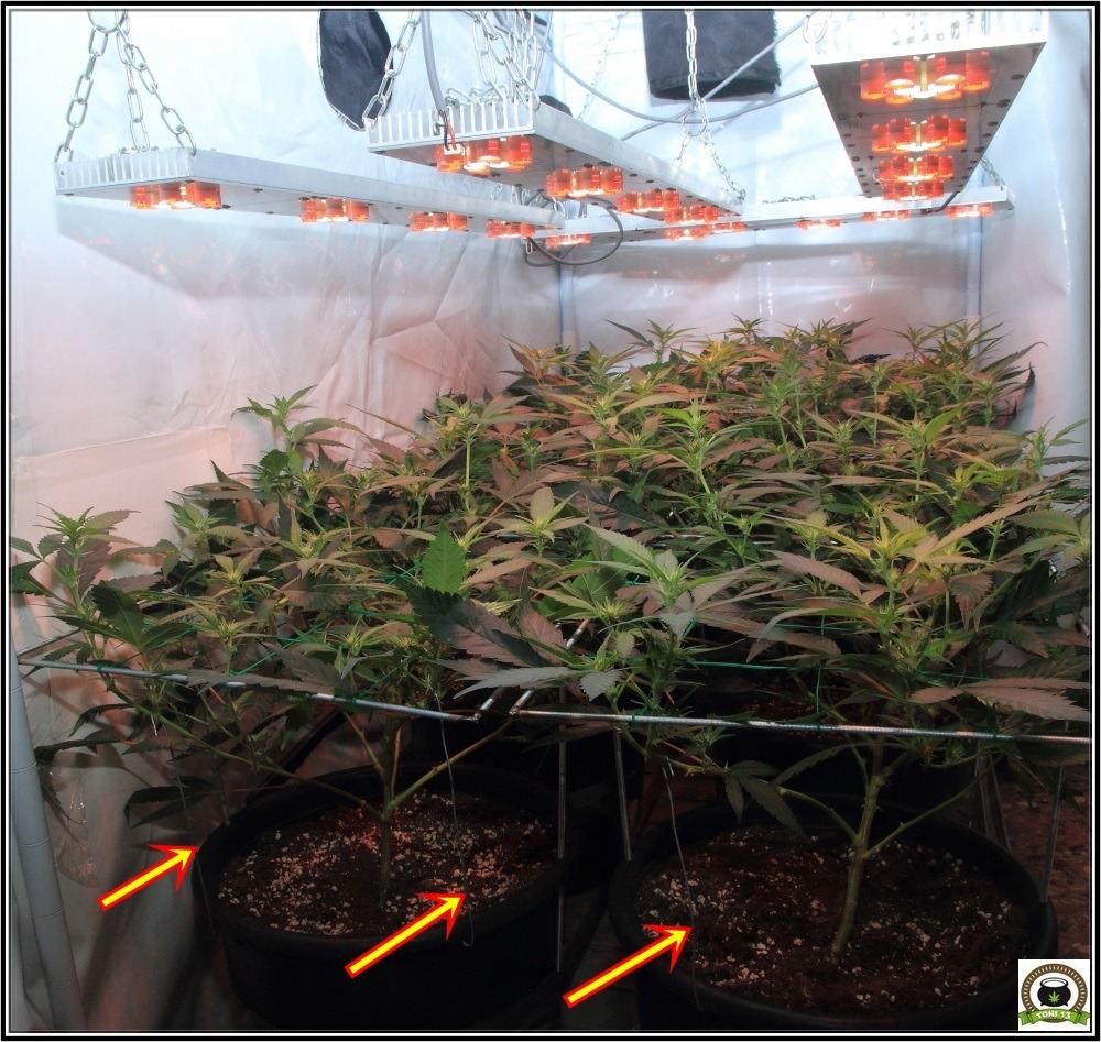 scrog-modular-cultivo-marihuana-led