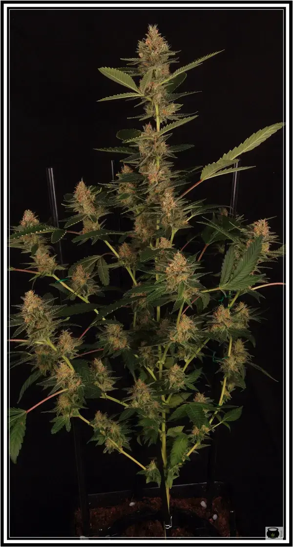 Marihuana Scrog