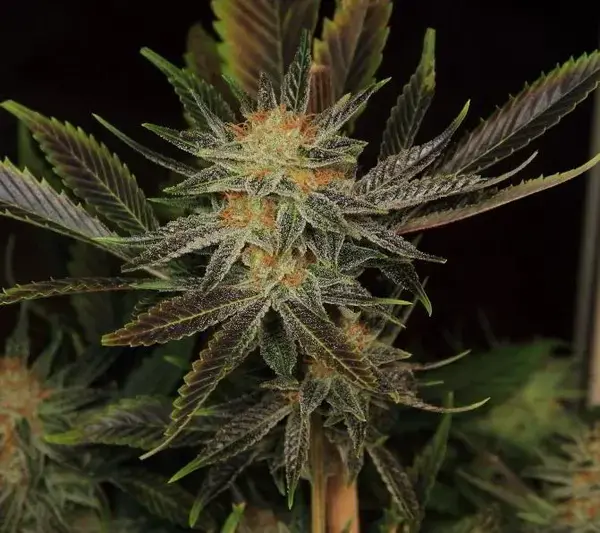 Marihuana scrog