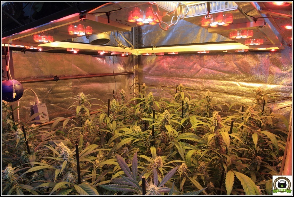 cultivo-de-marihuana-coco-choco-cuarta-semana-a-12-12-2-vista-leds-inclinados