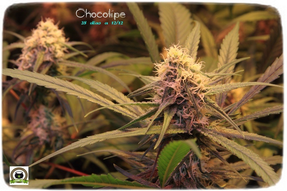cultivo-de-marihuana-coco-choco-cuarta-semana-a-12-12-2-cogollos-tricomas