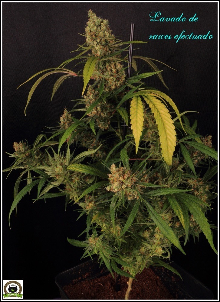 chocolope-marihuana-weed