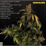 13- Cultivo de marihuana coco y choco esquejes: Luz residual, Final del ciclo