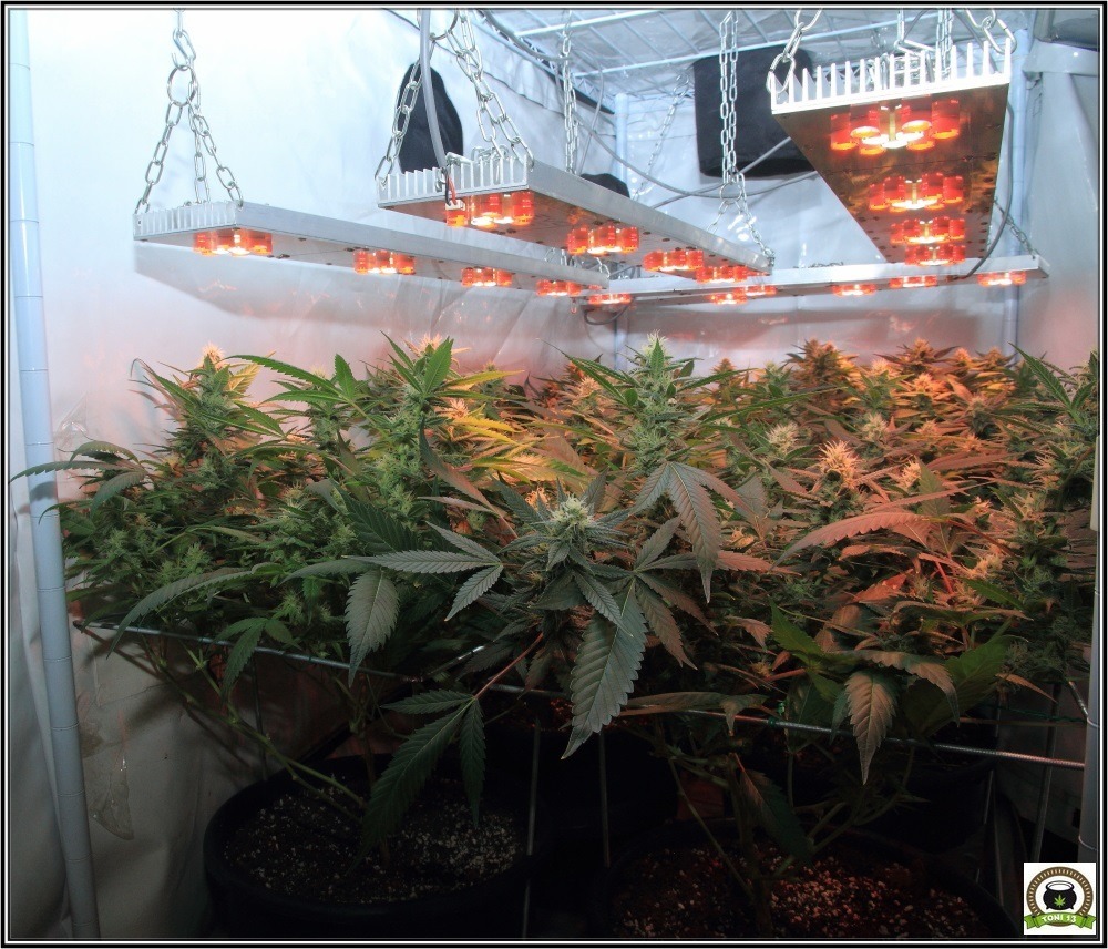 seguimiento de marihuana interior se aproxima lavado de raíces: 42 días a 12/12-1