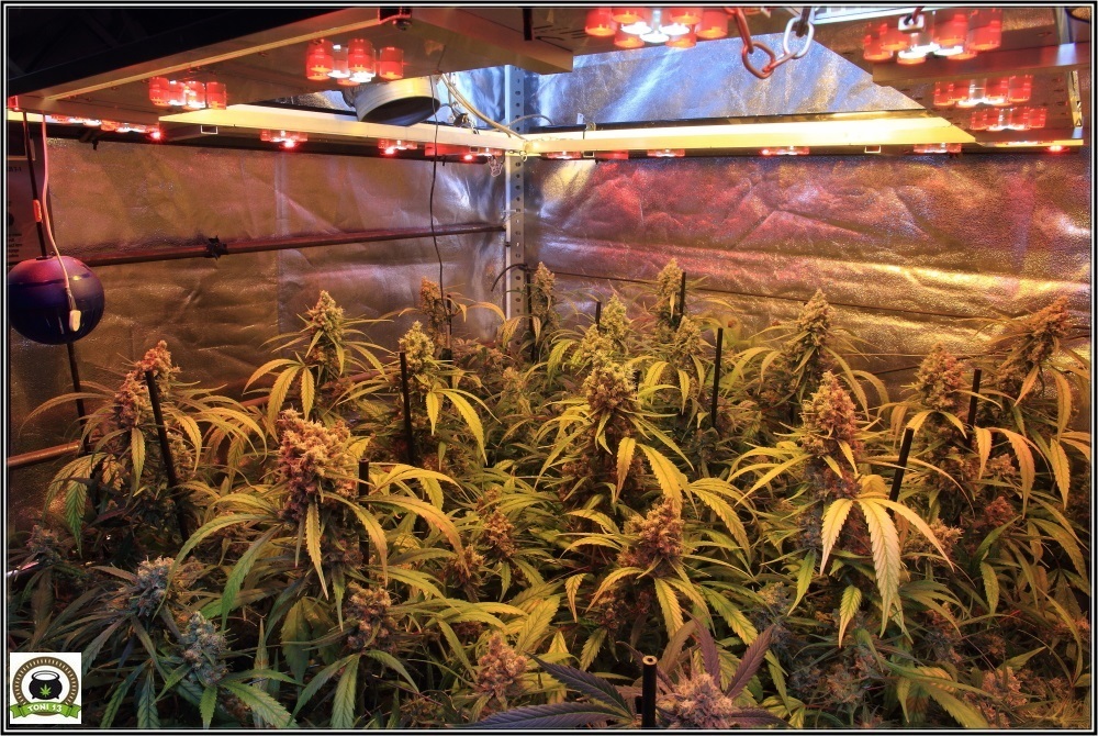 cultivo-marihuana-chocolope-2
