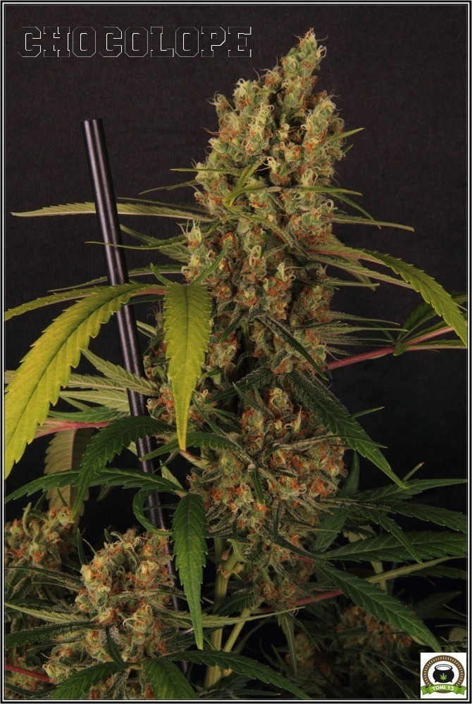 chocolope-marihuana-weed-cogollo-2