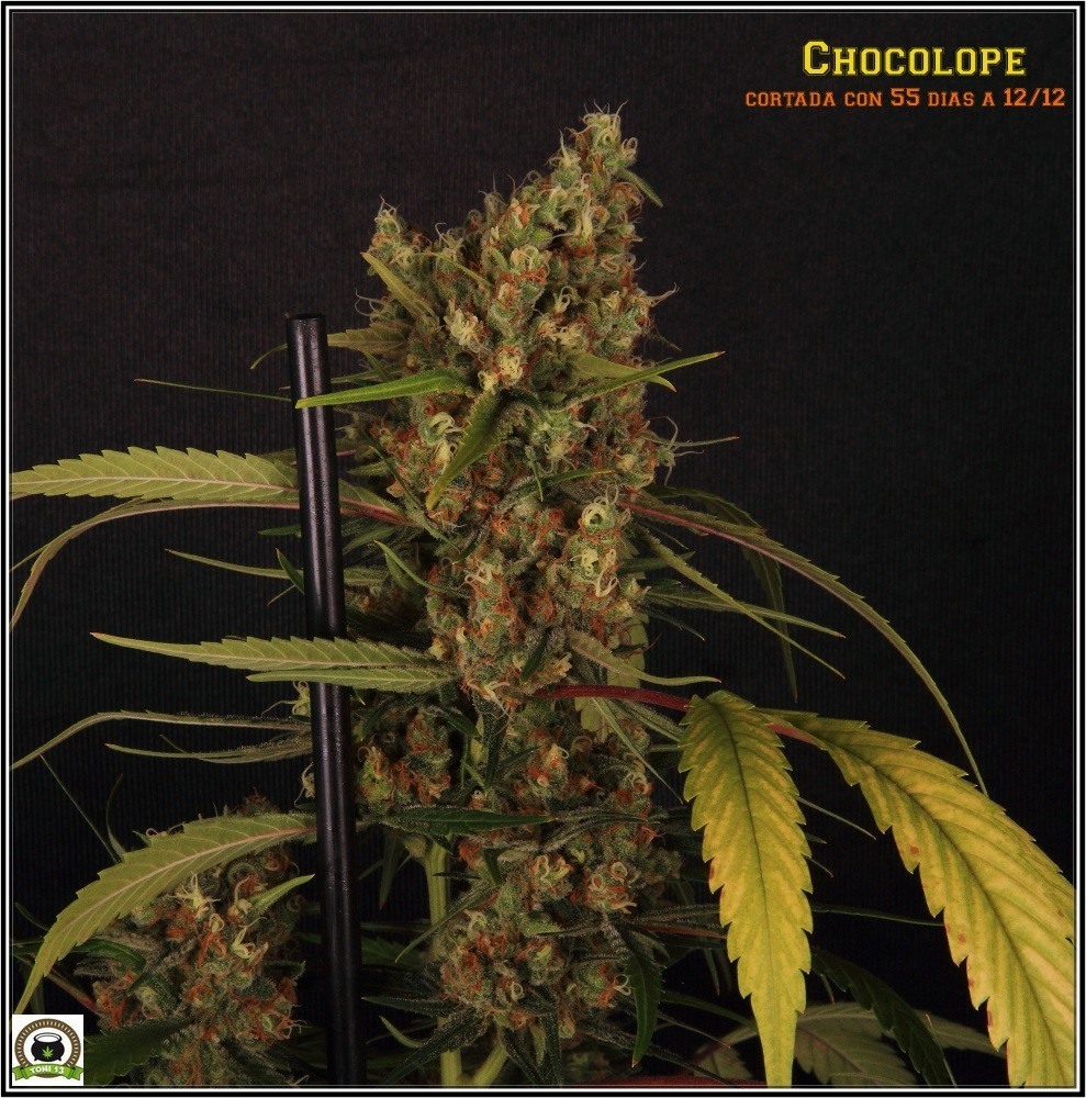 chocolope-variedad-marihuana-coco-choco-cogollo