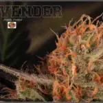 El consumo de cannabis mejora los resultados del tratamiento por dependencia de opiáceos