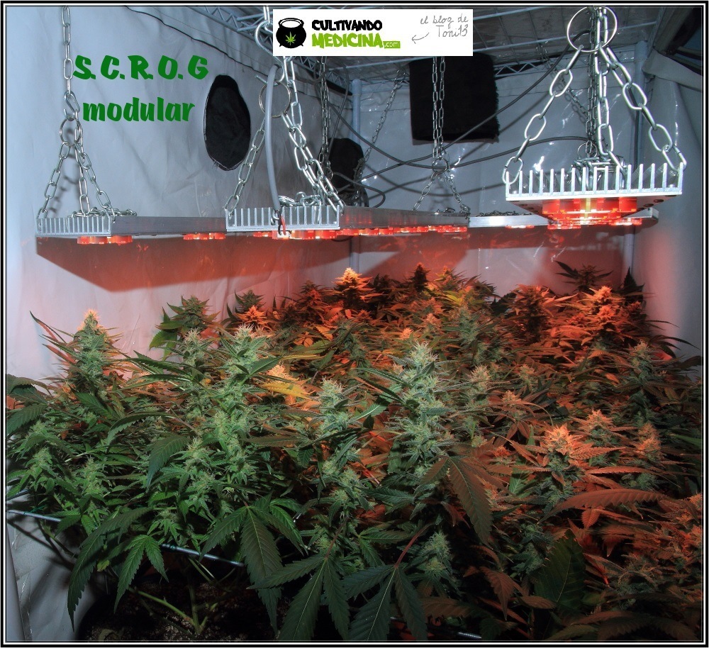 mini-scrog-modular-led-marihuana-1