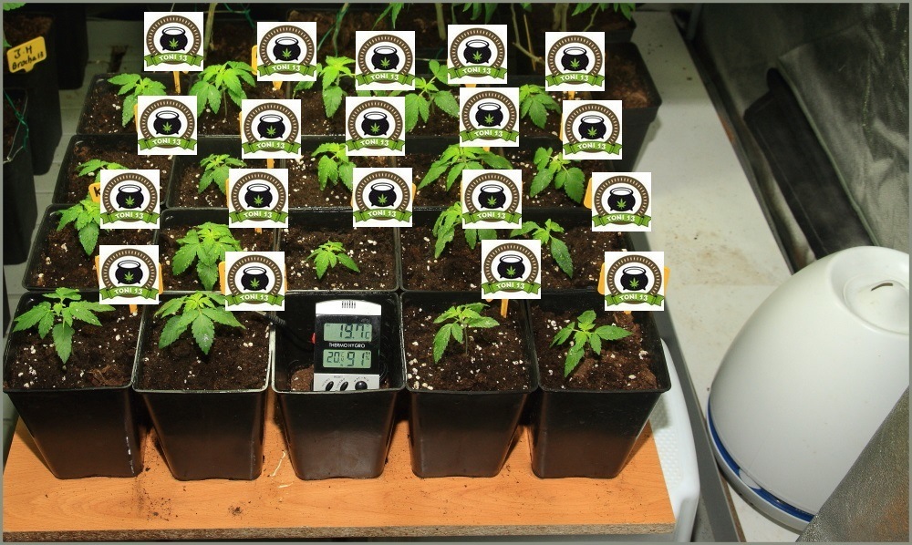 Seguimiento de marihuana maestro, crecimiento vegetativo 1