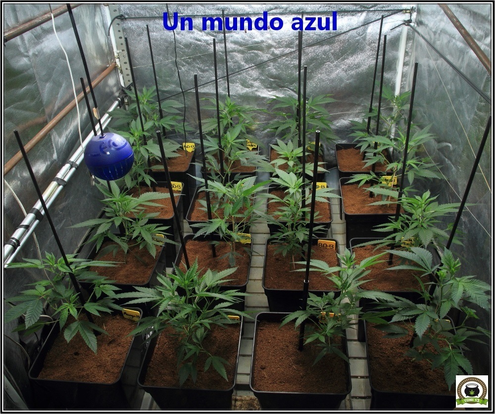 6-Bienvenidos al mundo naranja-1-coctel-de-indicas-cultivo-cannabis