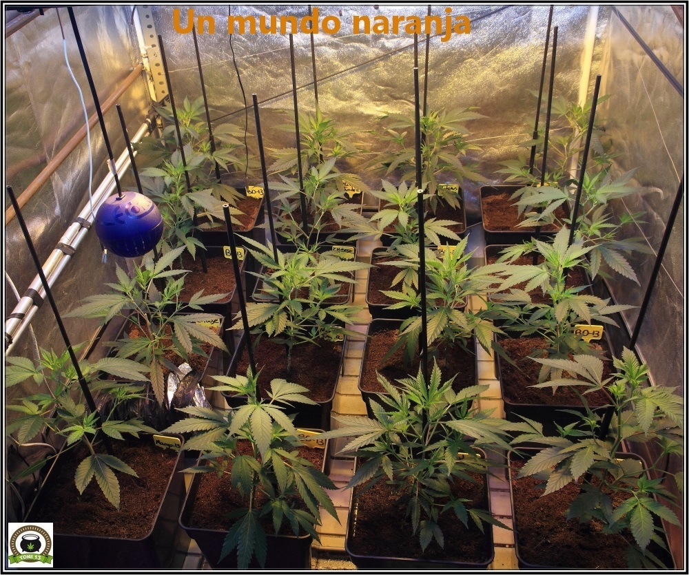 6-Bienvenidos al mundo naranja-2-coctel-de-indicas-cultivo-cannabis