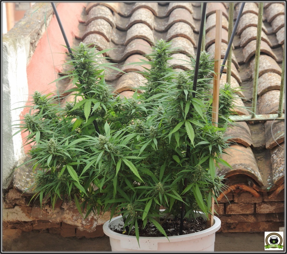 Cómo cultivar marihuana en exterior: Lugares y situaciones. Cultivo de marihuana de terraza.