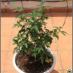 2- Seguimiento Bafy de exterior: «CBD-13»