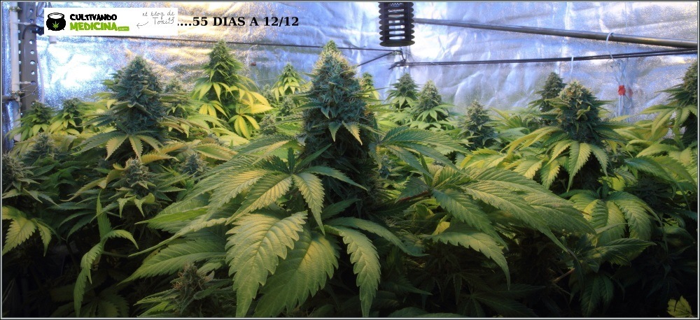 Plantas de marihuana de cultivo de interior sanas