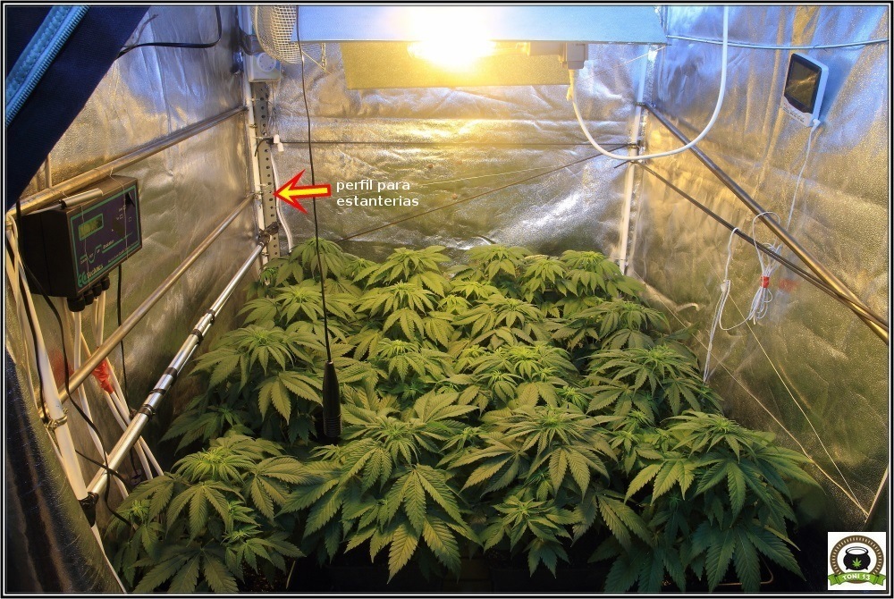 Cómo utilizar un ventilador grande en los cultivos de marihuana