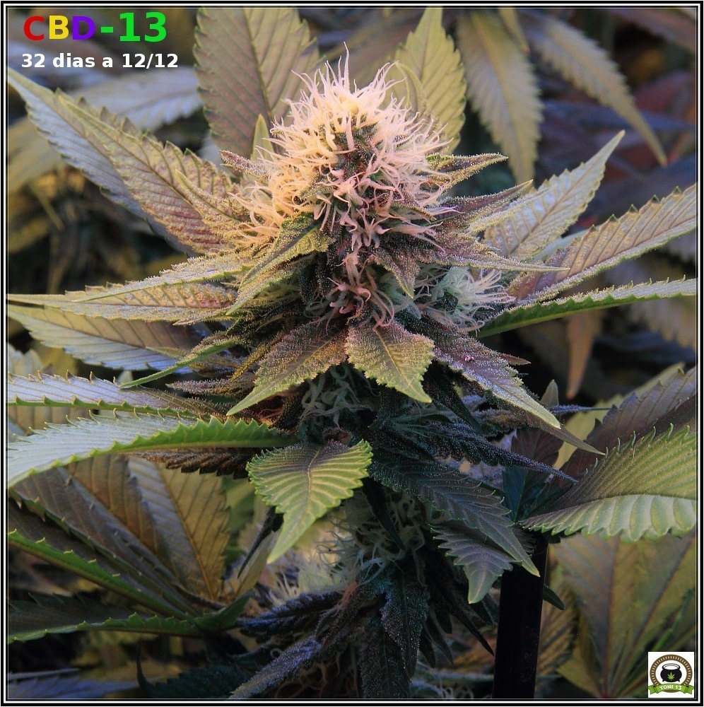 variedad marihuana CBD-13